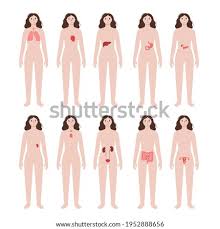 Télécharger illustration of an obese woman's internal organs illustration stock et découvrir des illustrations similaires sur adobe stock. Shutterstock Puzzlepix