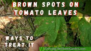 Check spelling or type a new query. Brown Spots On Tomato Leaves Leaves Turning Yellow It Might Be This Youtube