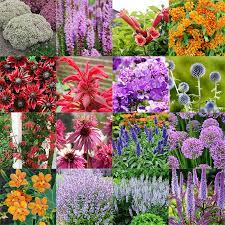 Perennials That Attract Pollinators