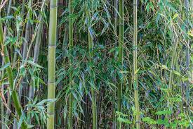 rate timber bamboo for cool