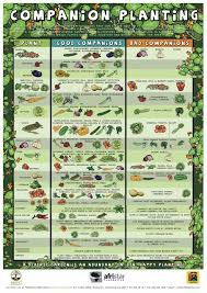 Beginners Companion Planting Resources For Gardening