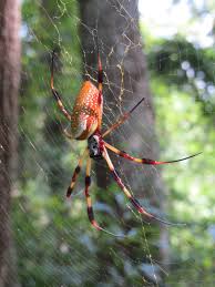 orbweaver spiders eat bad insects