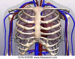 A rib that's bruised or cracked is damaged, but still in its place in the rib cage. Close Up Of A Human Rib Cage Stock Illustration 1574r 018799 Fotosearch