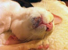 feline acne treatment and cures