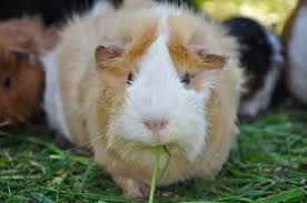 How To Feed Guinea Pigs Easy To Follow Feeding Schedule