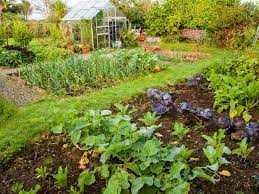 best vegetables for your garden