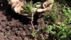 easy weeding how to get rid of weeds