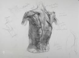 Deviant study male muscle anatomy idistracted. How To Draw The Muscles Of The Torso New Masters Academy
