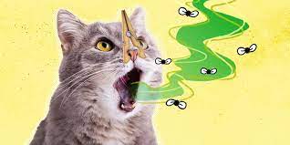bad breath in cats what causes it and
