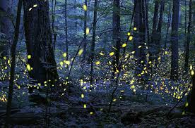 the great smoky mountains firefly