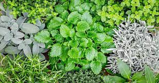 Top 15 Outdoor Hardy Herbs To Grow In