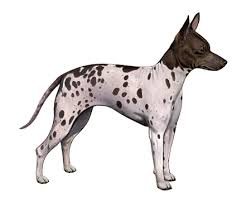american hairless terrier facts