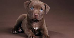 Nowadays he's left his mc in 2001, pitbull aka mr.305 signed to uncle luke's records. The Best Pitbull Shedding Brush In 2020 Hello Cute Pup