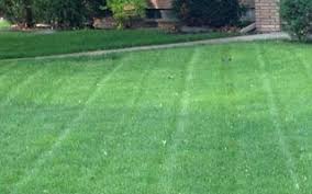 You can tell your lawn needs dethatching if the grass is having difficulty growing, or if insects are making a home in the thatch layer. Lawn Dethatch Power Raking Minneapolis Mn