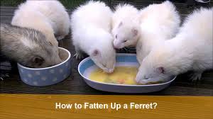 How To Fatten Up A Ferret Petfriendlypdx