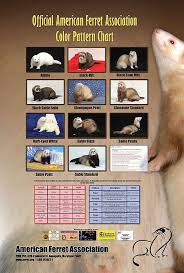 Marshall Ferret Color Chart Related Keywords Suggestions