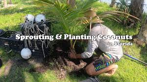 sprouting planting growing coconuts