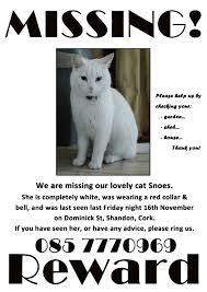 A cat and its owner's mind have gone missing. Lost And Found Community Cats Network
