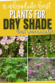 Dry Shade Plants 15 Of The Best