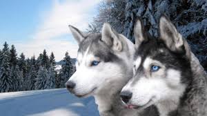 husky desktop wallpapers top free