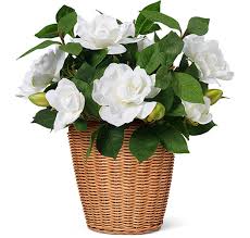 White Gardenia In Freya Vase Toffee