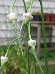 How Does Garlic Grow Mike S Backyard