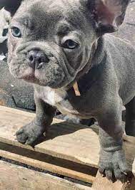 french bulldog puppies ethical kennel