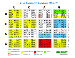 40 Paradigmatic Codon Chart Abbreviations