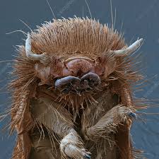 brown carpet beetle larva sem stock