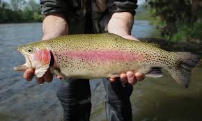 rainbow trout species breakdown