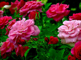 light and dark pink roses