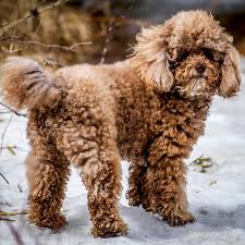 miniature poodle dog breed everything