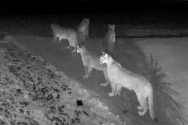 Rarely are these beautiful and wild cats ever spotted. Rare Video Shows 5 Mountain Lions Together In California