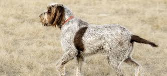 Spinone italiano is a versatile dog since inception. Italian Spinone Dogs Definitive Guide To Italian Spinones