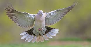 10 incredible mourning dove facts a z