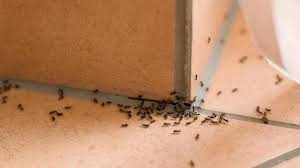 Check spelling or type a new query. Is Carpenter Ant Damage Covered By Homeowners Insurance