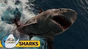 sharks ed com