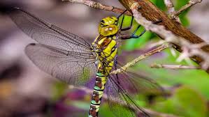 Download free dragonfly desktop wallpaper from below photo gallery. Female Dragonfly Hanging Of Close To Twig Wallpaper For Mobile Phone And Tablet Pc 3840x2400 Wallpapers13 Com