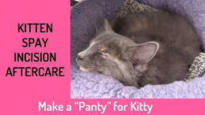 Spay clinics offer low cost fixing as a move to get more people to fix their pets. Make A Panty For Kitten Spay Incision Aftercare No Sew Project Youtube