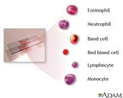complete blood count series