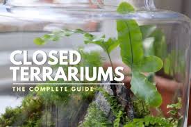 how to make a closed terrarium the