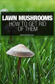 have lawn mushrooms everything you