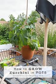 How To Grow Zucchini Plants In Pots