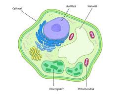 cell wall definition structure