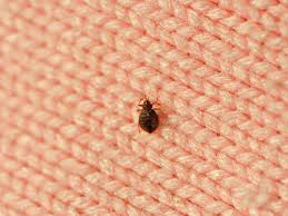 how to treat bed bugs in furniture