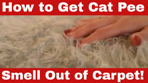 how to get cat smell out of carpet