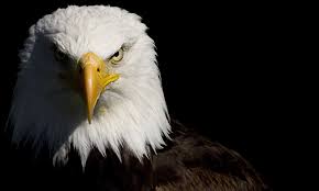 eagle wallpapers 68 images