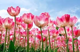 40 beautiful flower wallpapers for your