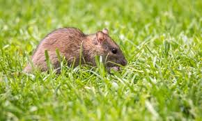 How To Get Rid Of Rats In Your Garden