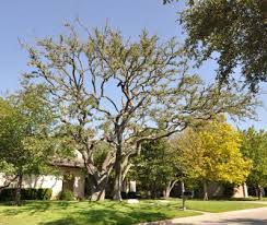 Professional tree care in georgetown, tx with knowledgeable and certified georgetown arborists. Georgetown Tree Service Trimming Removal